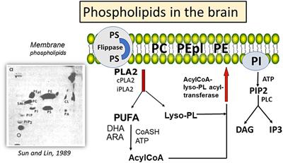 Yin-Yang Mechanisms Regulating Lipid Peroxidation of Docosahexaenoic Acid and Arachidonic Acid in the Central Nervous System